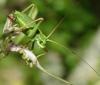 Ephippiger diurnus diurnus